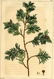 Juniperus virginiana Juniperus virginiana